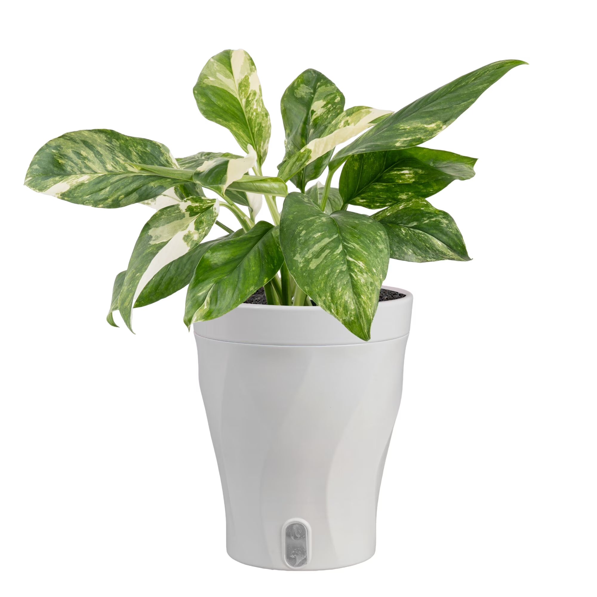 Costa Farms 16" Monstera Lechleriana Albo Live House Plant in 5" Self-Watering Pot