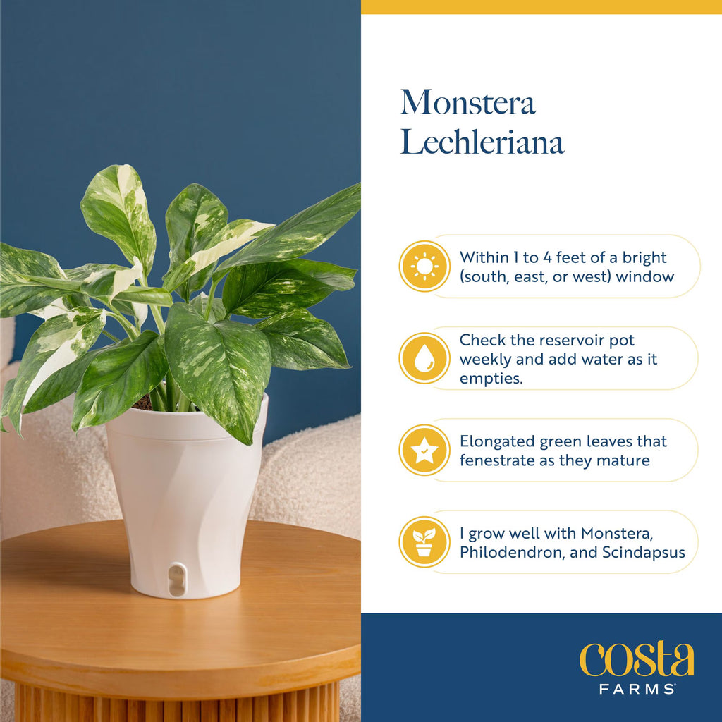 Costa Farms 16" Monstera Lechleriana Albo Live House Plant in 5" Self-Watering Pot