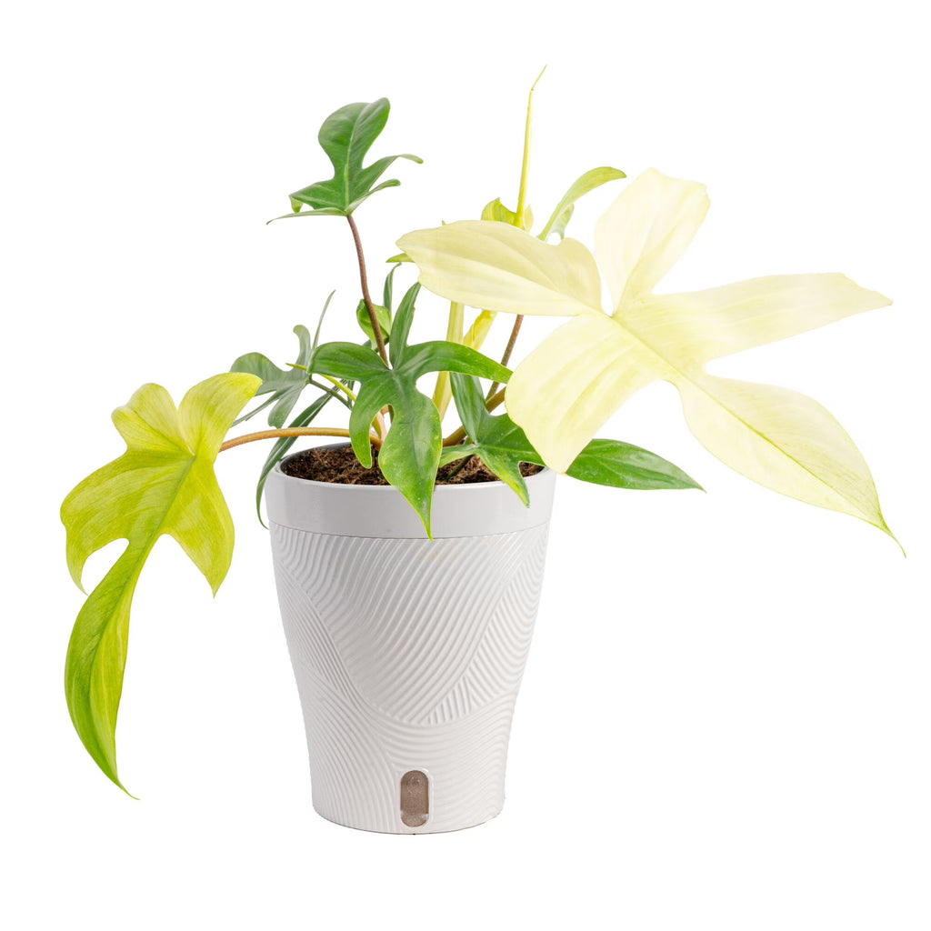 Costa Farms 10" Philodendron Florida Ghost Live House Plant in 5" Self-Watering Pot
