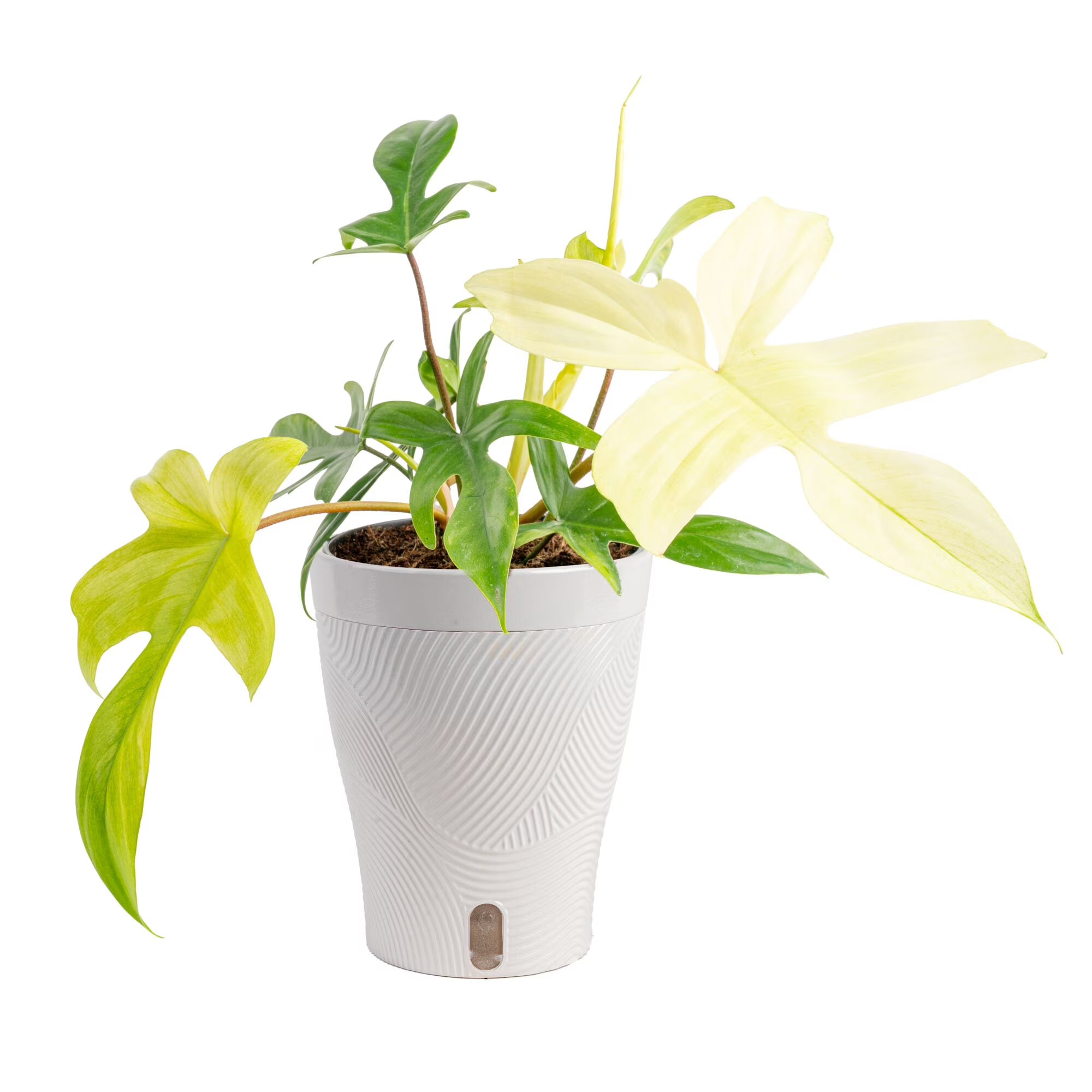 Costa Farms 10" Philodendron Florida Ghost Live House Plant in 5" Self-Watering Pot