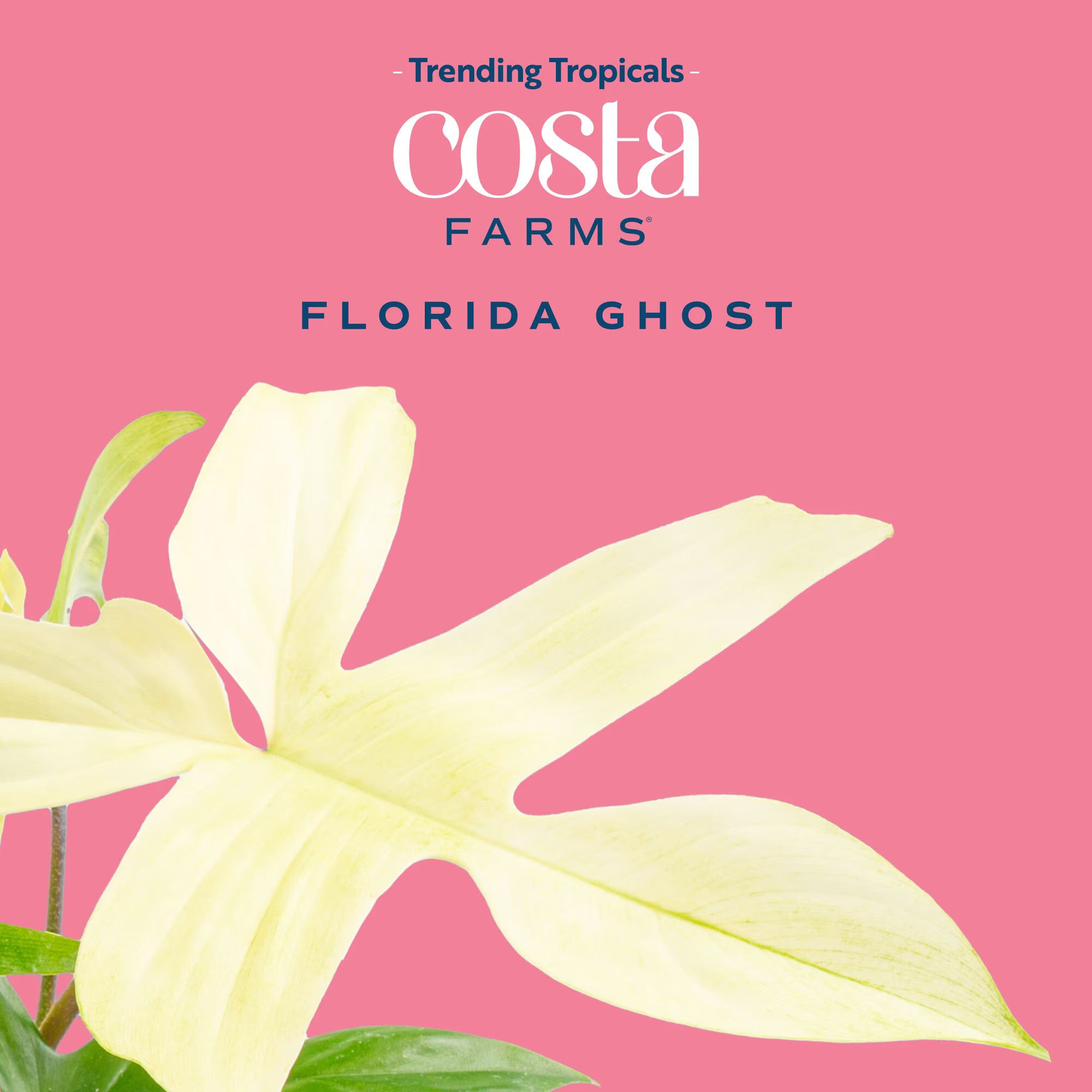 Costa Farms 10" Philodendron Florida Ghost Live House Plant in 5" Self-Watering Pot