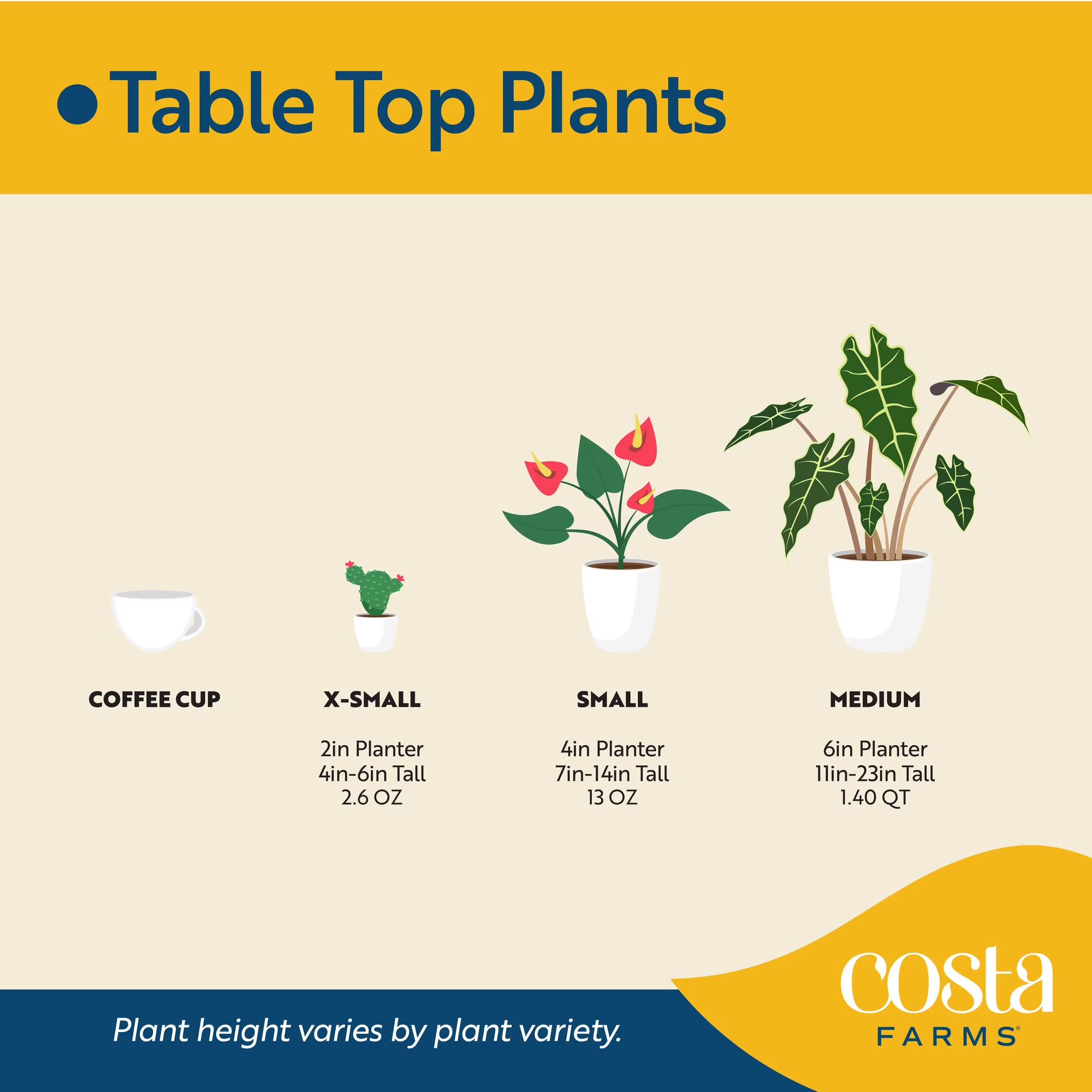 Costa Farms 10" Philodendron Florida Ghost Live House Plant in 5" Self-Watering Pot