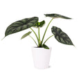 5" Alocasia Dragon Scale White Ceramic Live Plant