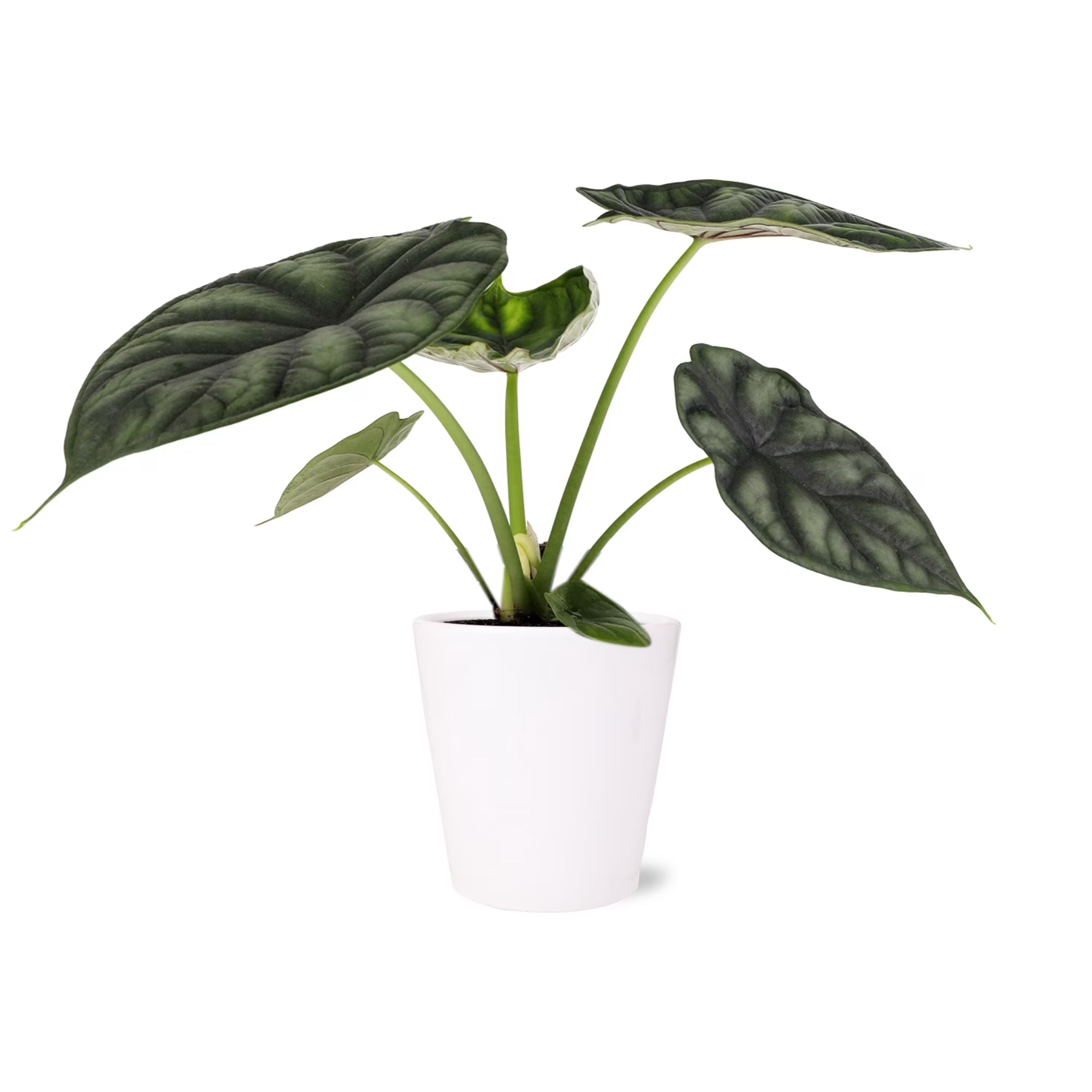 5" Alocasia Dragon Scale White Ceramic Live Plant