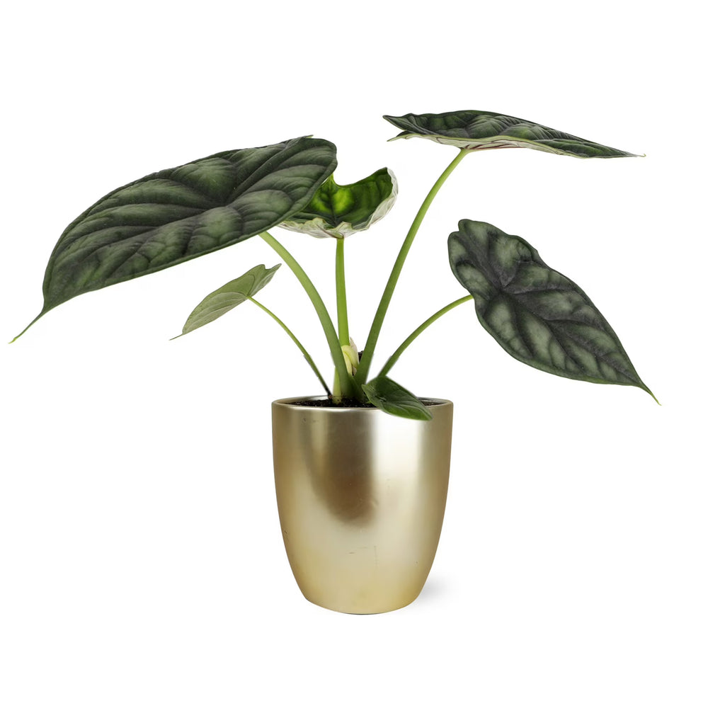 5" Alocasia Dragon Scale White Ceramic Live Plant
