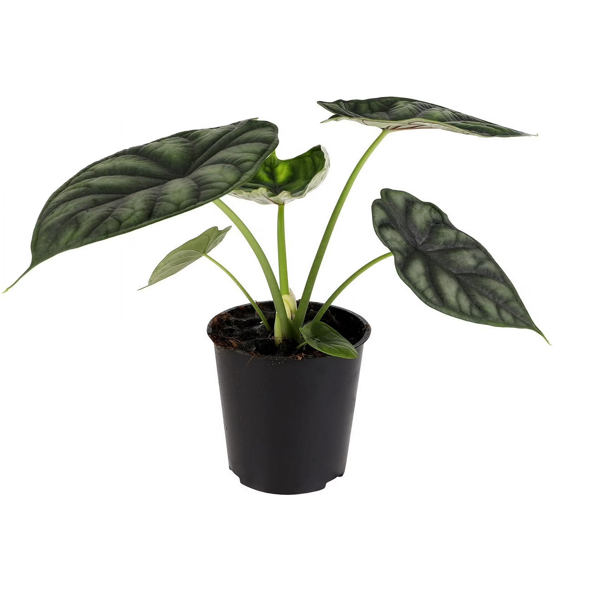 5" Alocasia Dragon Scale White Ceramic Live Plant