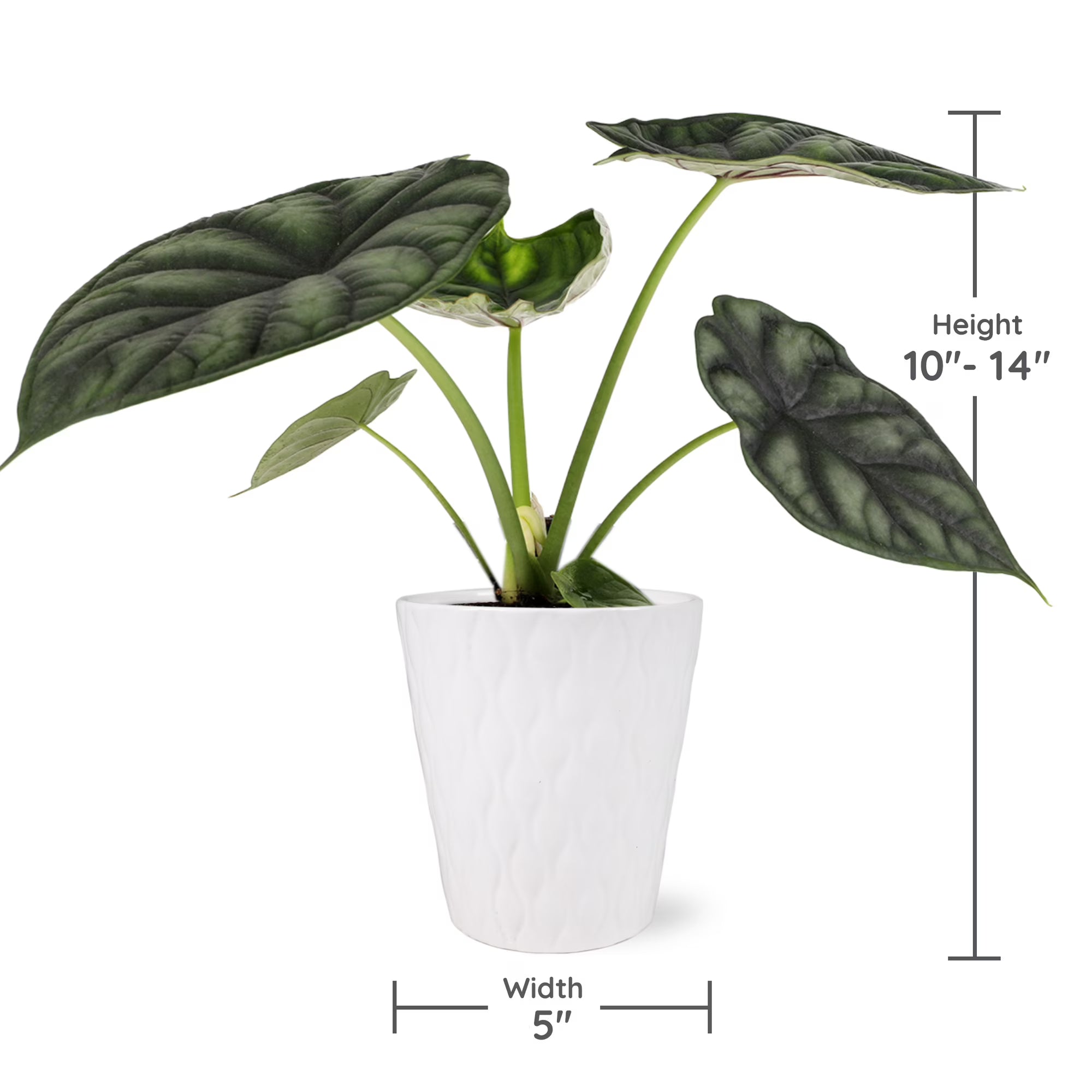 5" Alocasia Dragon Scale White Ceramic Live Plant