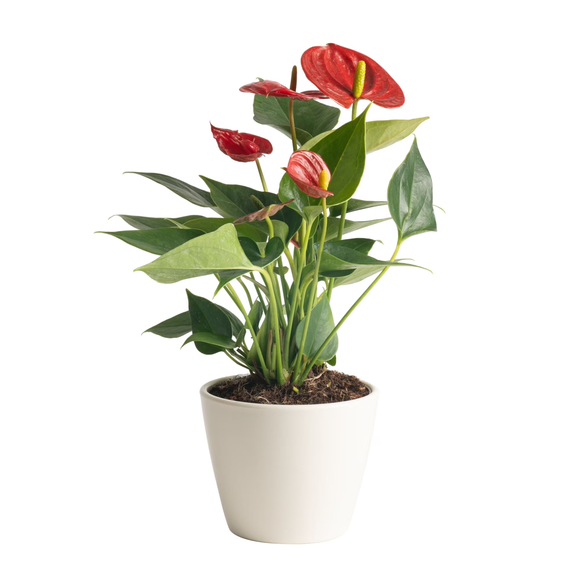 Costa Farms 10" Tall Red Anthurium Live House Plant in 4" Décor Pot