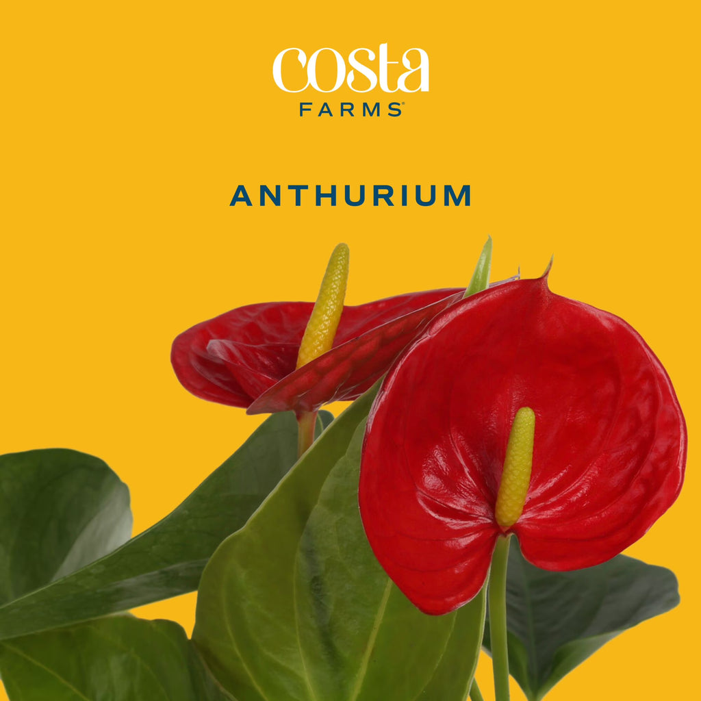 Costa Farms 10" Tall Red Anthurium Live House Plant in 4" Décor Pot