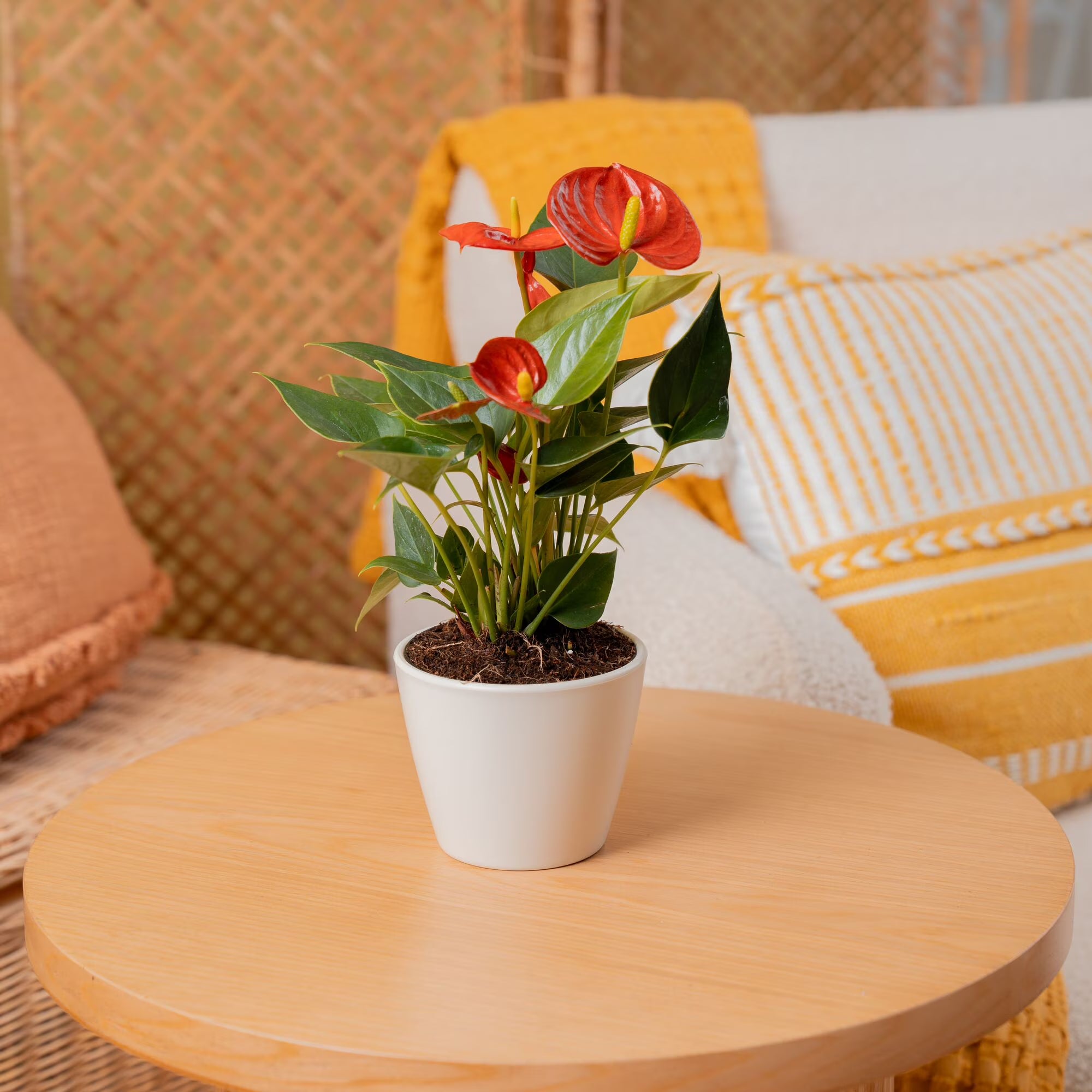 Costa Farms 10" Tall Red Anthurium Live House Plant in 4" Décor Pot