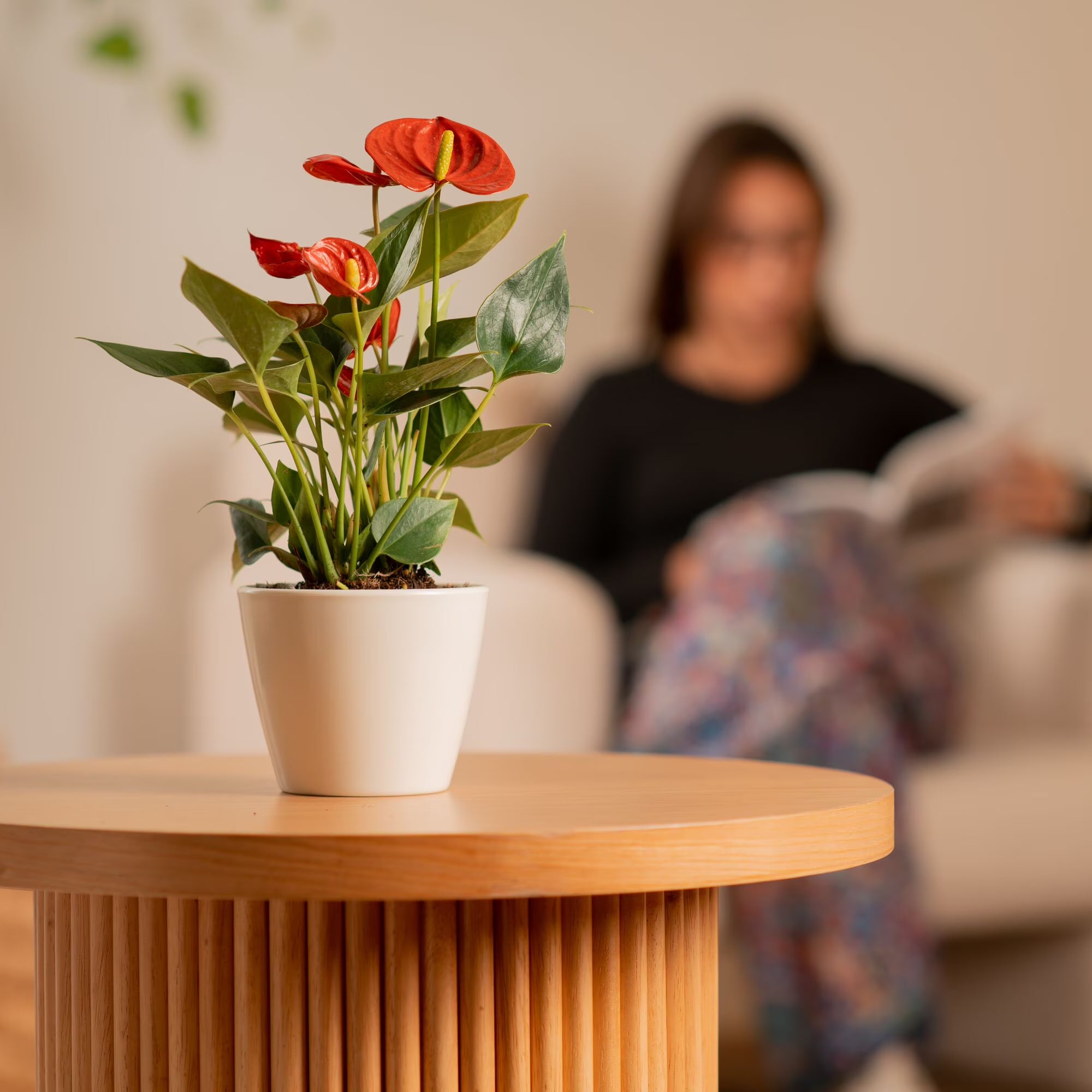 Costa Farms 10" Tall Red Anthurium Live House Plant in 4" Décor Pot