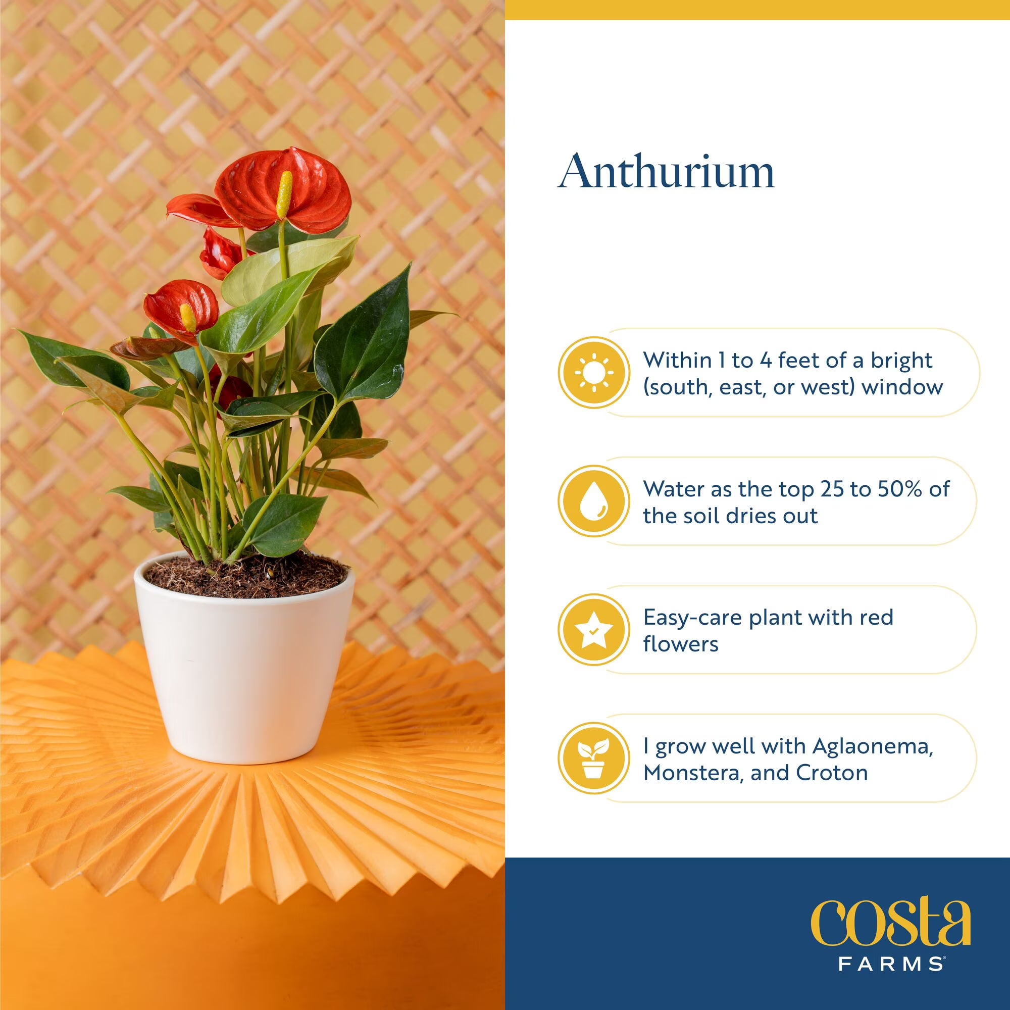 Costa Farms 10" Tall Red Anthurium Live House Plant in 4" Décor Pot