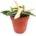 Hoya Krimson Queen Live Plant in 4-Inch Pot