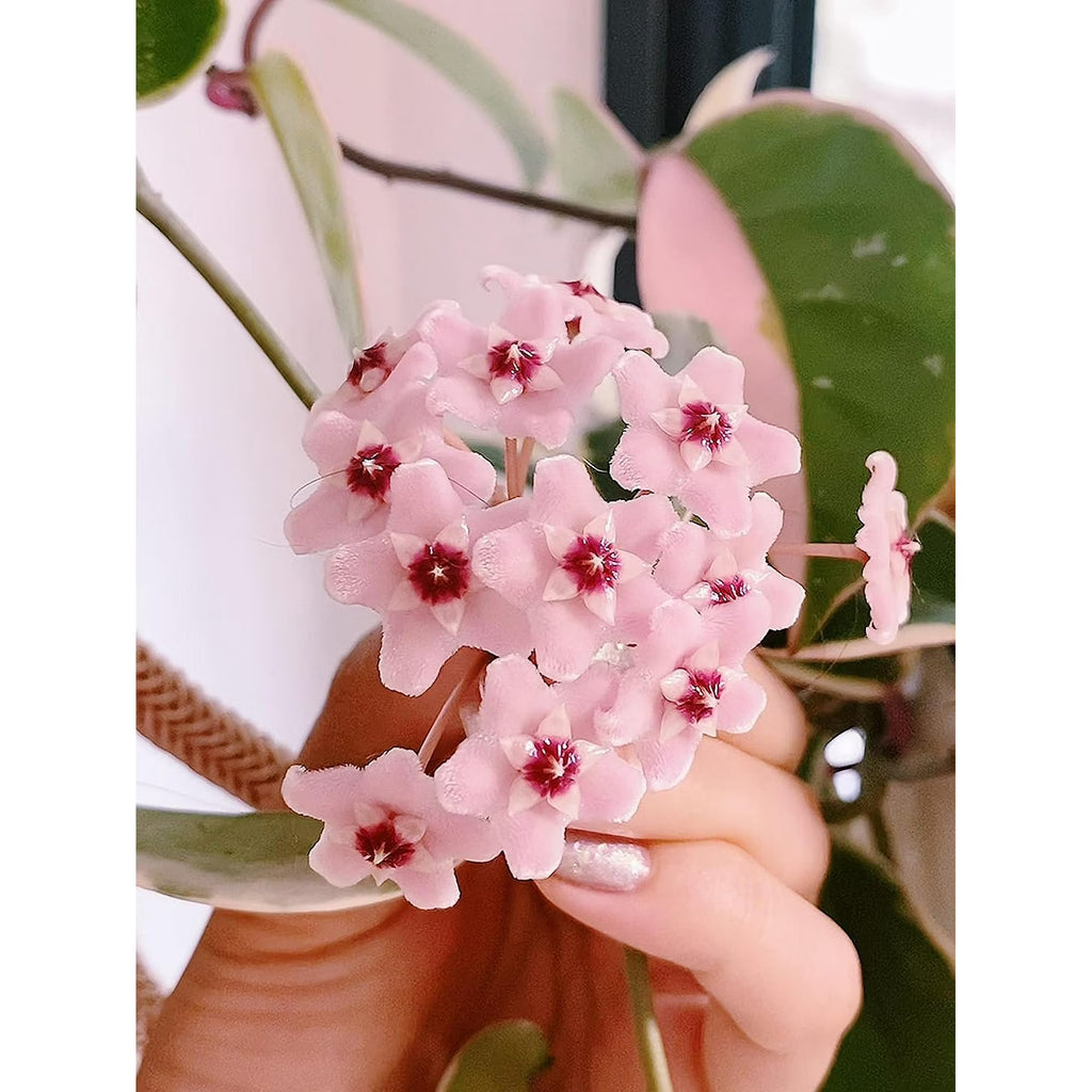Hoya Krimson Queen Live Plant in 4-Inch Pot