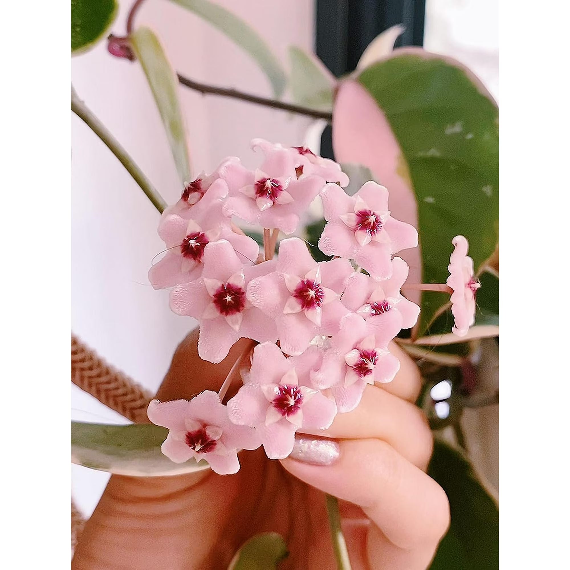 Hoya Krimson Queen Live Plant in 4-Inch Pot