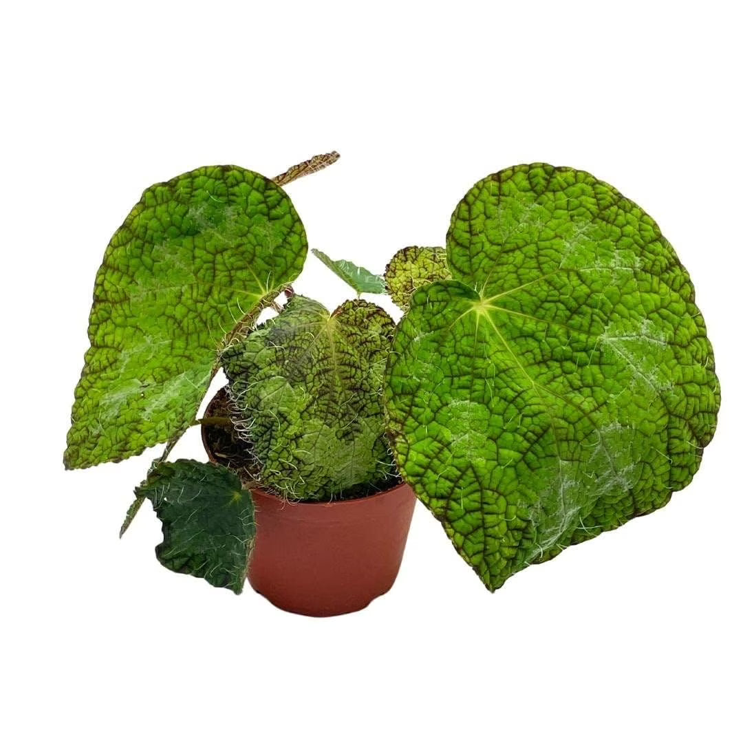 Begonia Longiciliata Sizemoreae Live Plant in 4-Inch Pot