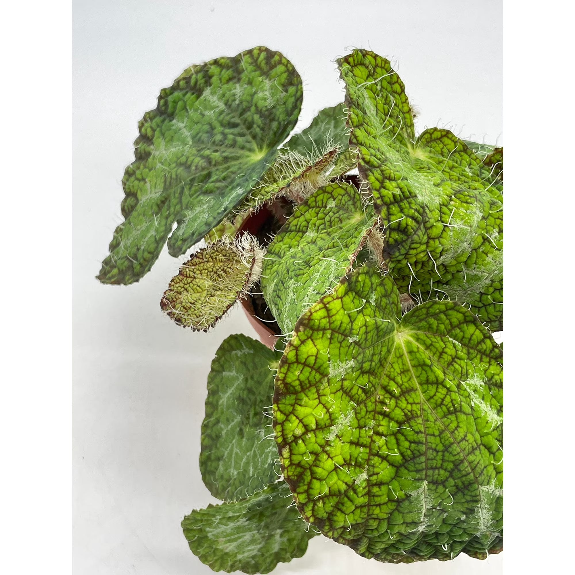 Begonia Longiciliata Sizemoreae Live Plant in 4-Inch Pot