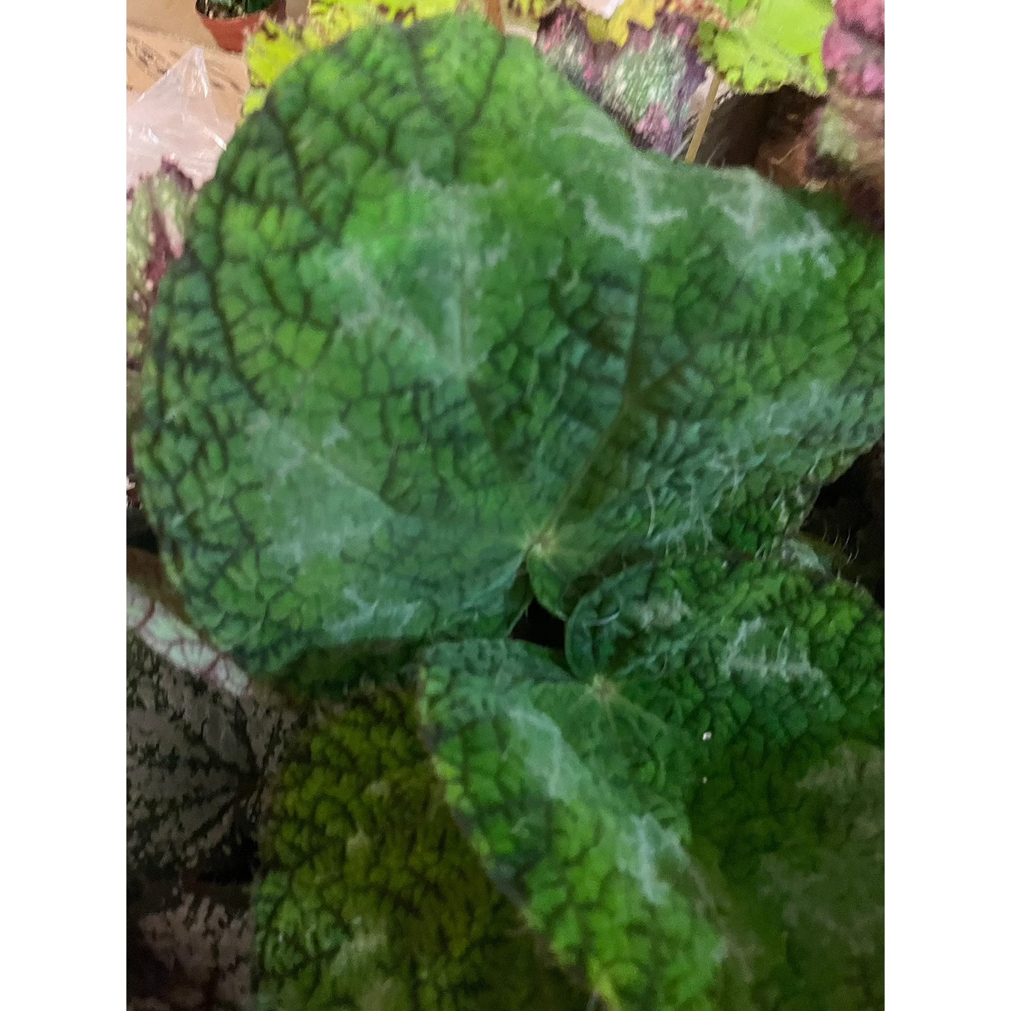 Begonia Longiciliata Sizemoreae Live Plant in 4-Inch Pot