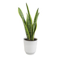 Laurentii Snake Plant Clean Air Houseplant in 4.25" Decor Pot