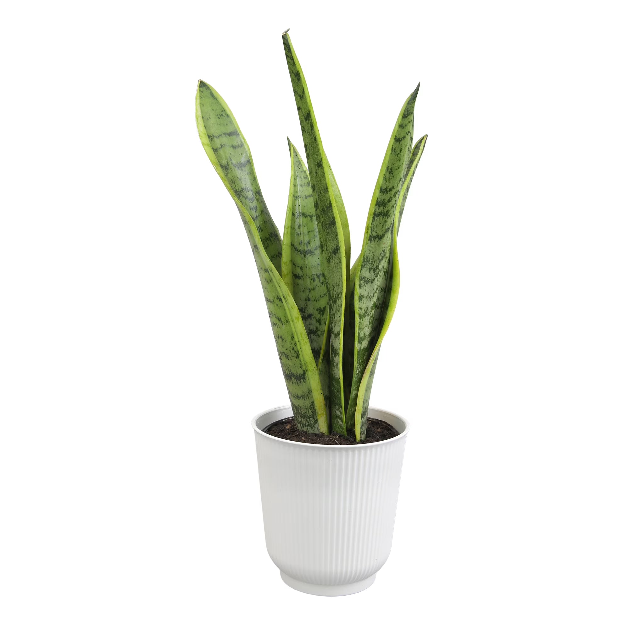 Laurentii Snake Plant Clean Air Houseplant in 4.25" Decor Pot