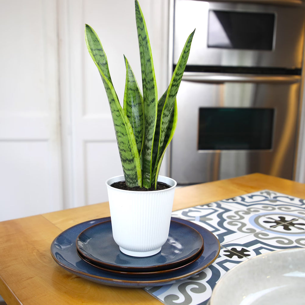 Laurentii Snake Plant Clean Air Houseplant in 4.25" Decor Pot