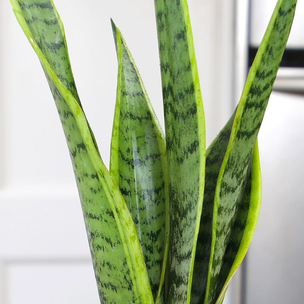 Laurentii Snake Plant Clean Air Houseplant in 4.25" Decor Pot
