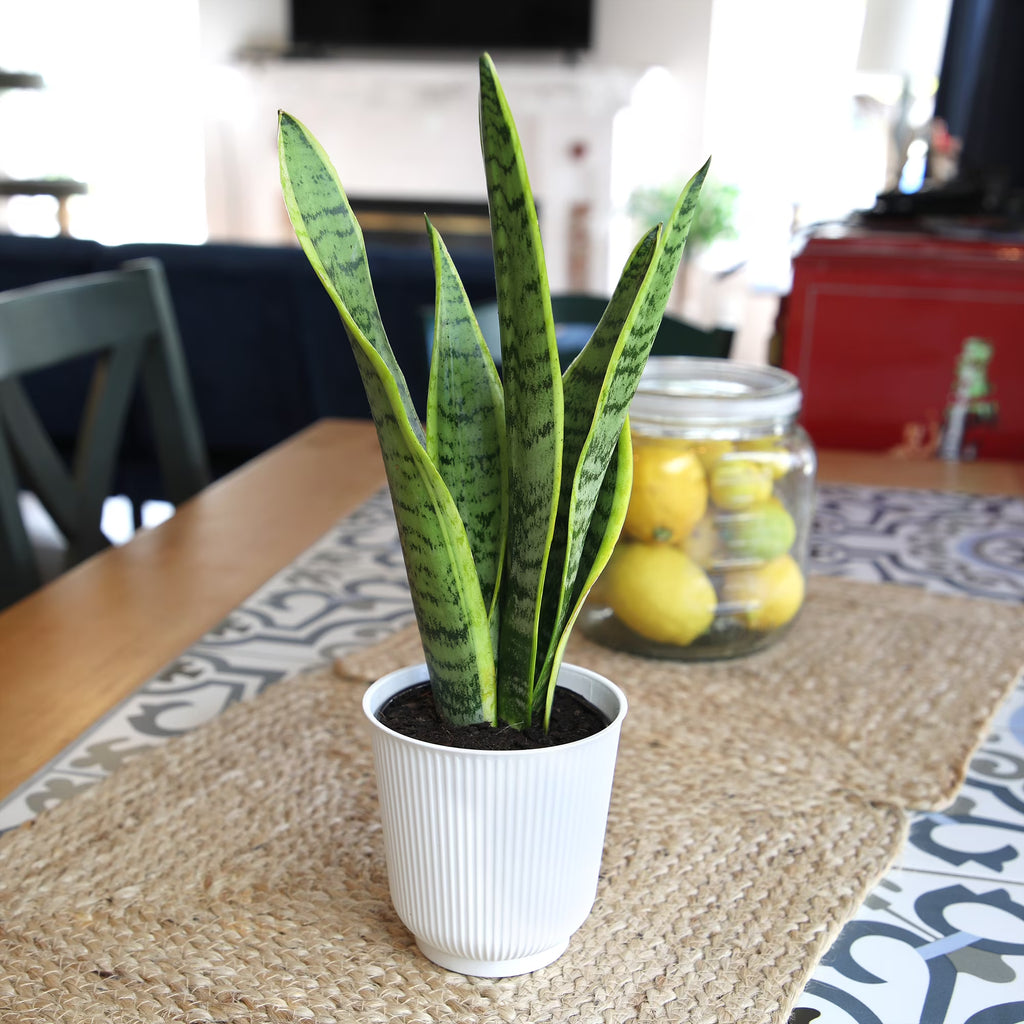 Laurentii Snake Plant Clean Air Houseplant in 4.25" Decor Pot