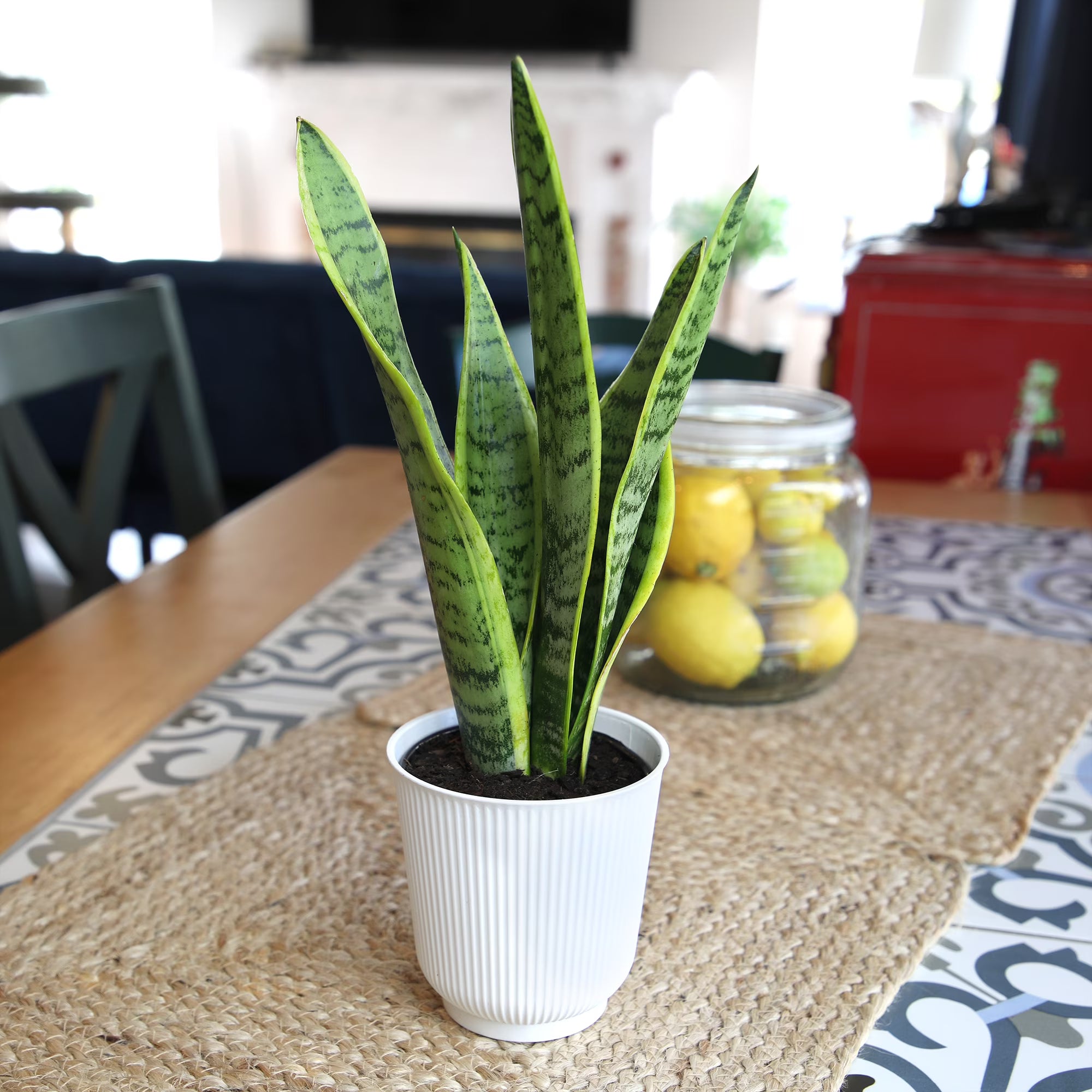 Laurentii Snake Plant Clean Air Houseplant in 4.25" Decor Pot