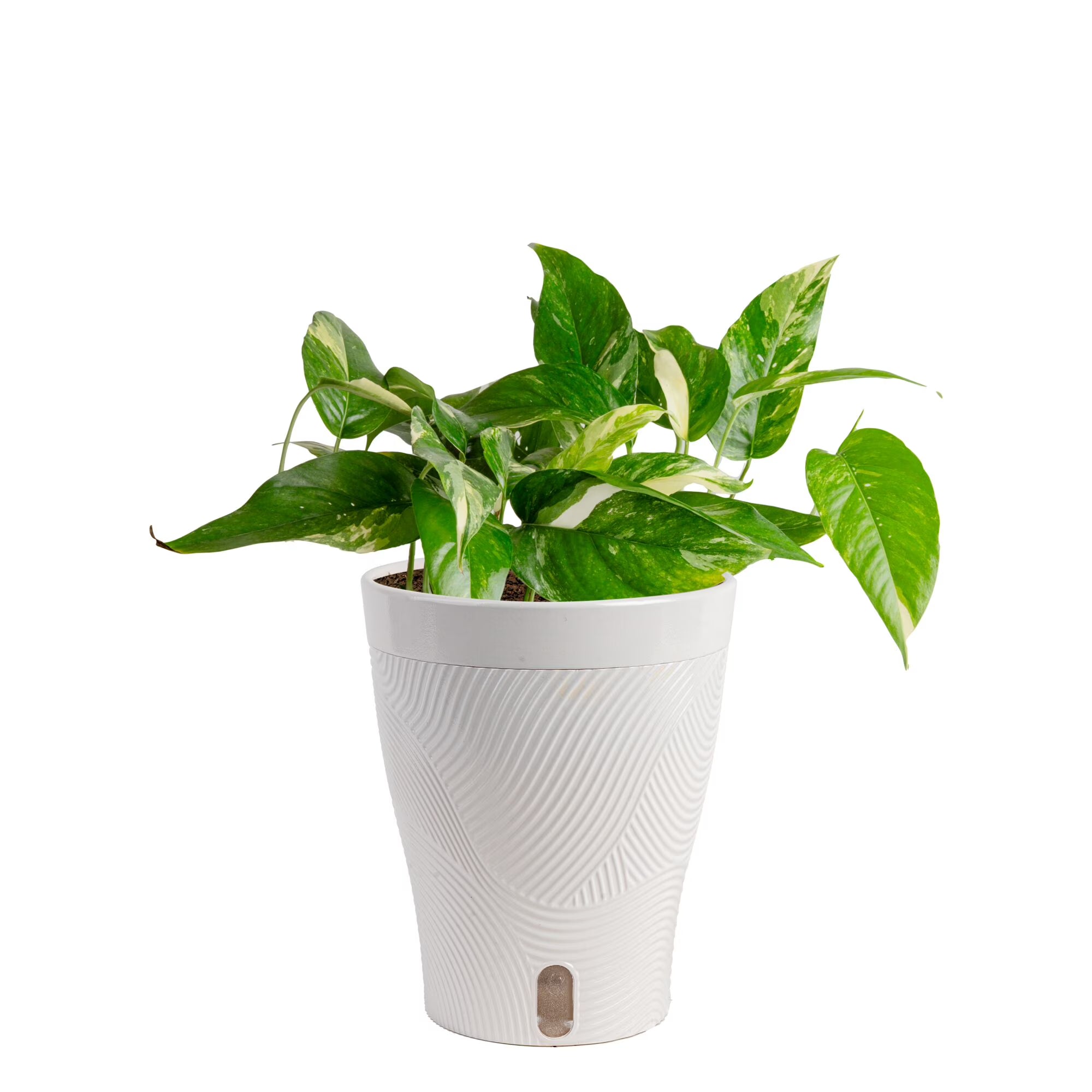 Costa Farms 15" Pothos Albo Live House Plant in 5" Self-Watering Pot