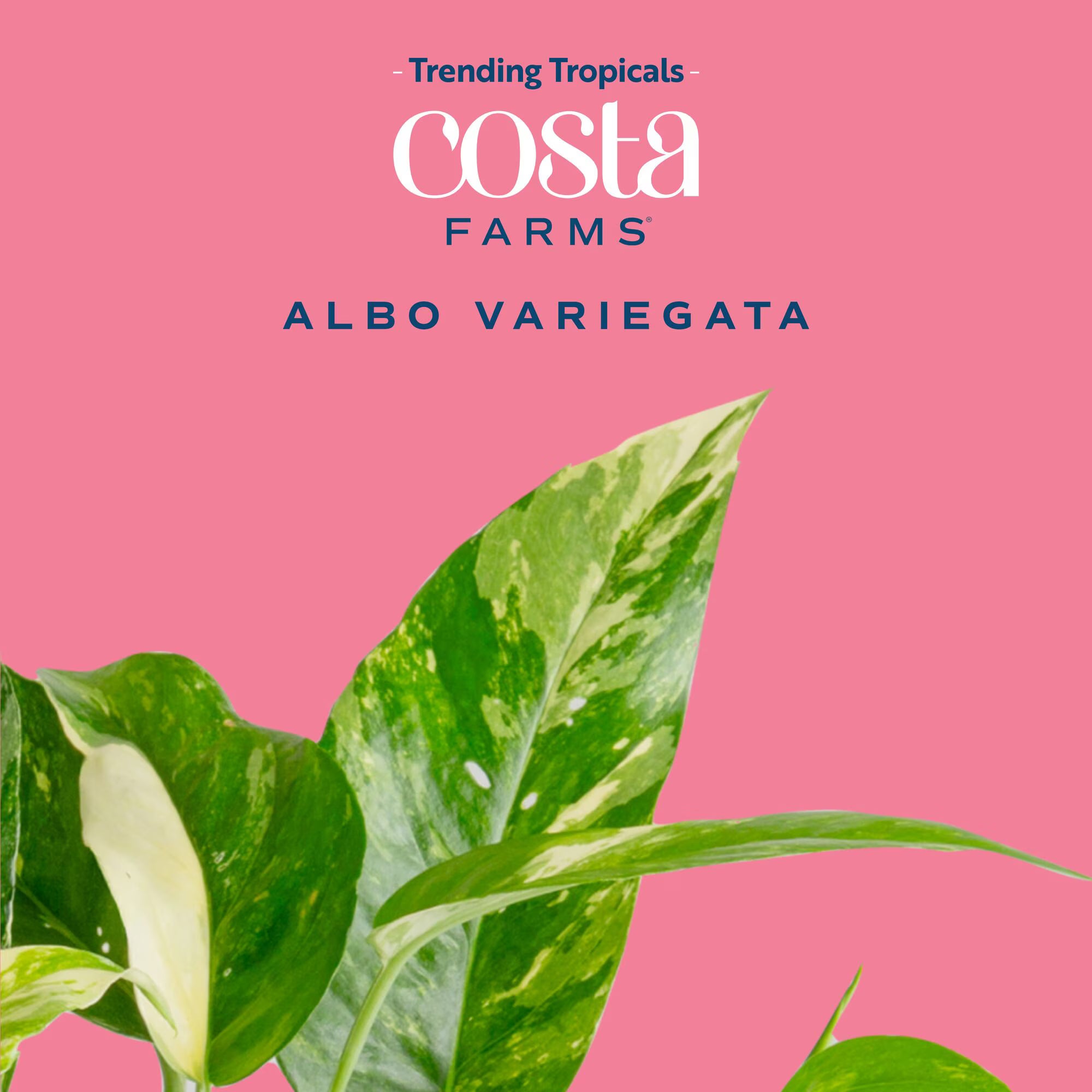 Costa Farms 15" Pothos Albo Live House Plant in 5" Self-Watering Pot