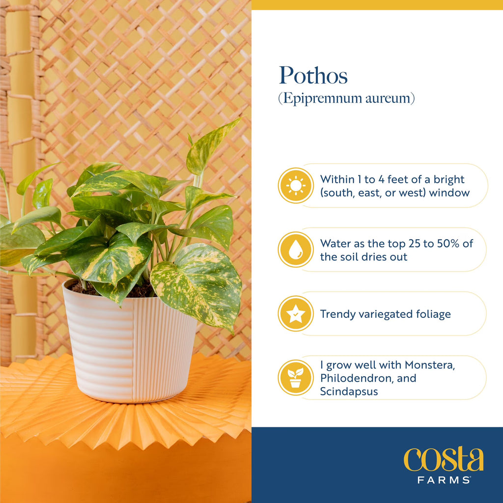 Costa Farms 15" Pothos Albo Live House Plant in 5" Self-Watering Pot