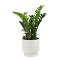 Costa Farms 20" ZZ Plant Live House Plant in 10" Décor Pot
