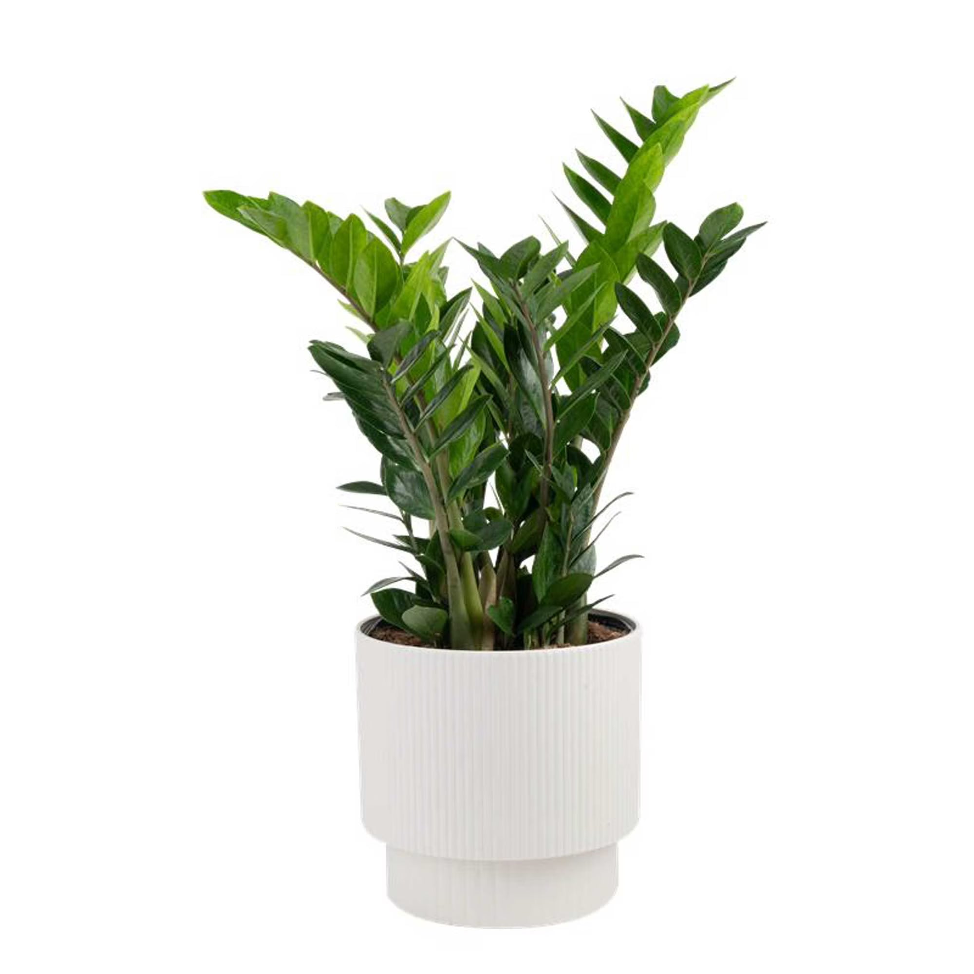 Costa Farms 20" ZZ Plant Live House Plant in 10" Décor Pot