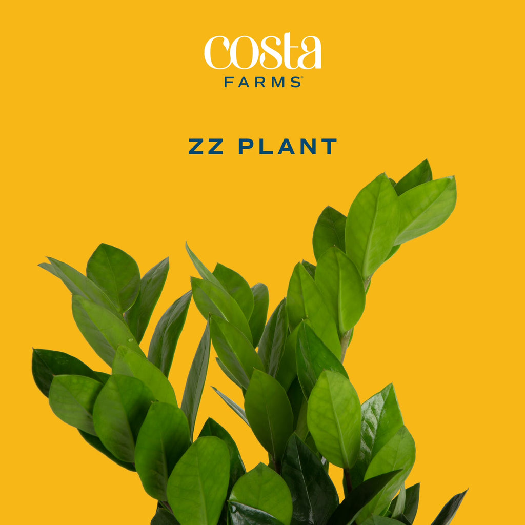 Costa Farms 20" ZZ Plant Live House Plant in 10" Décor Pot