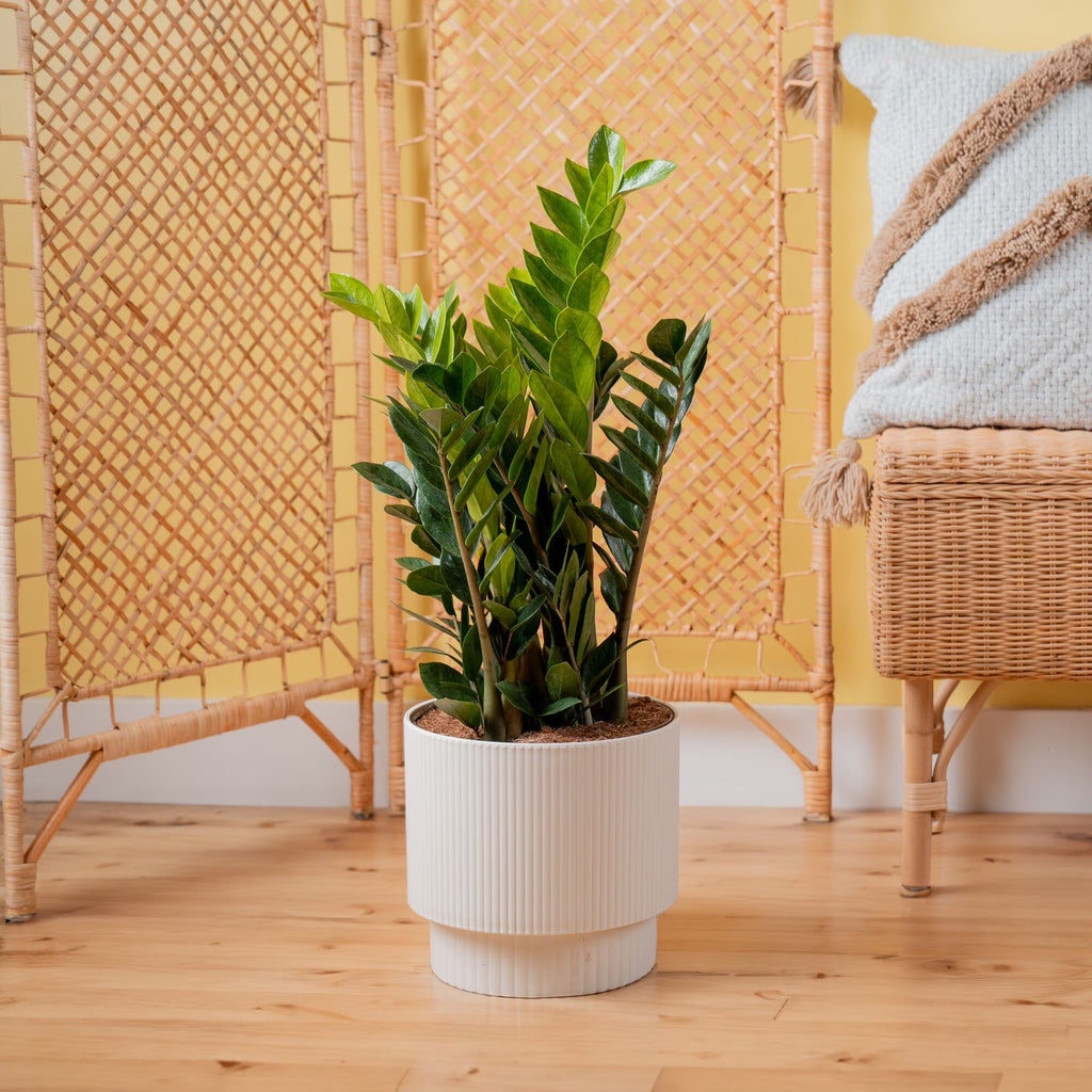 Costa Farms 20" ZZ Plant Live House Plant in 10" Décor Pot