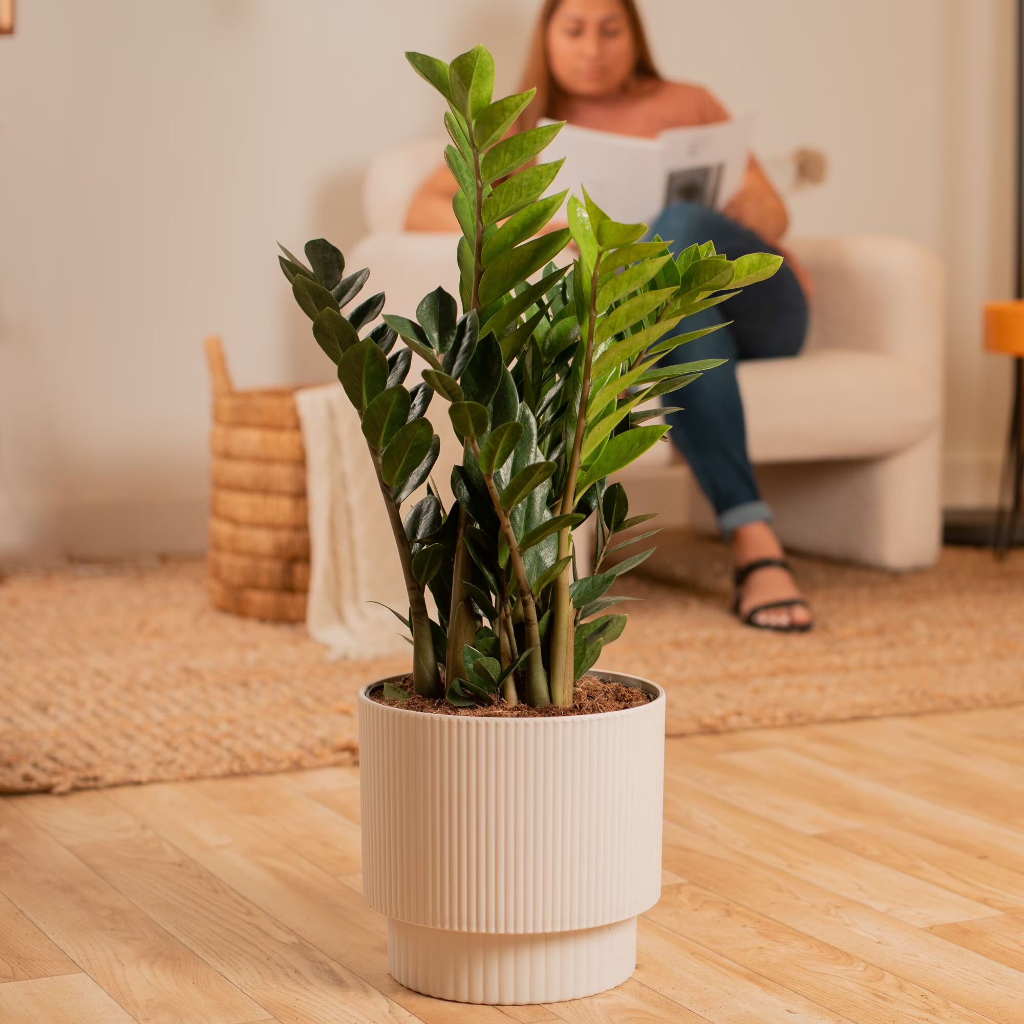 Costa Farms 20" ZZ Plant Live House Plant in 10" Décor Pot