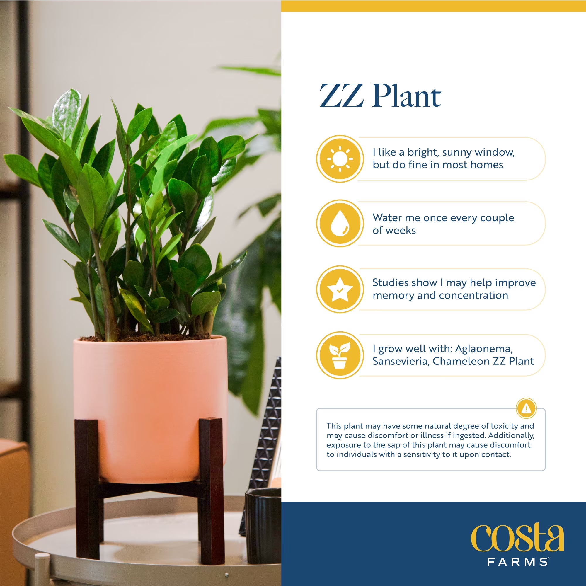 Costa Farms 20" ZZ Plant Live House Plant in 10" Décor Pot