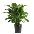 Costa Farms 12" Peace Lily Spathiphyllum Live House Plant in 10" Grower Pot