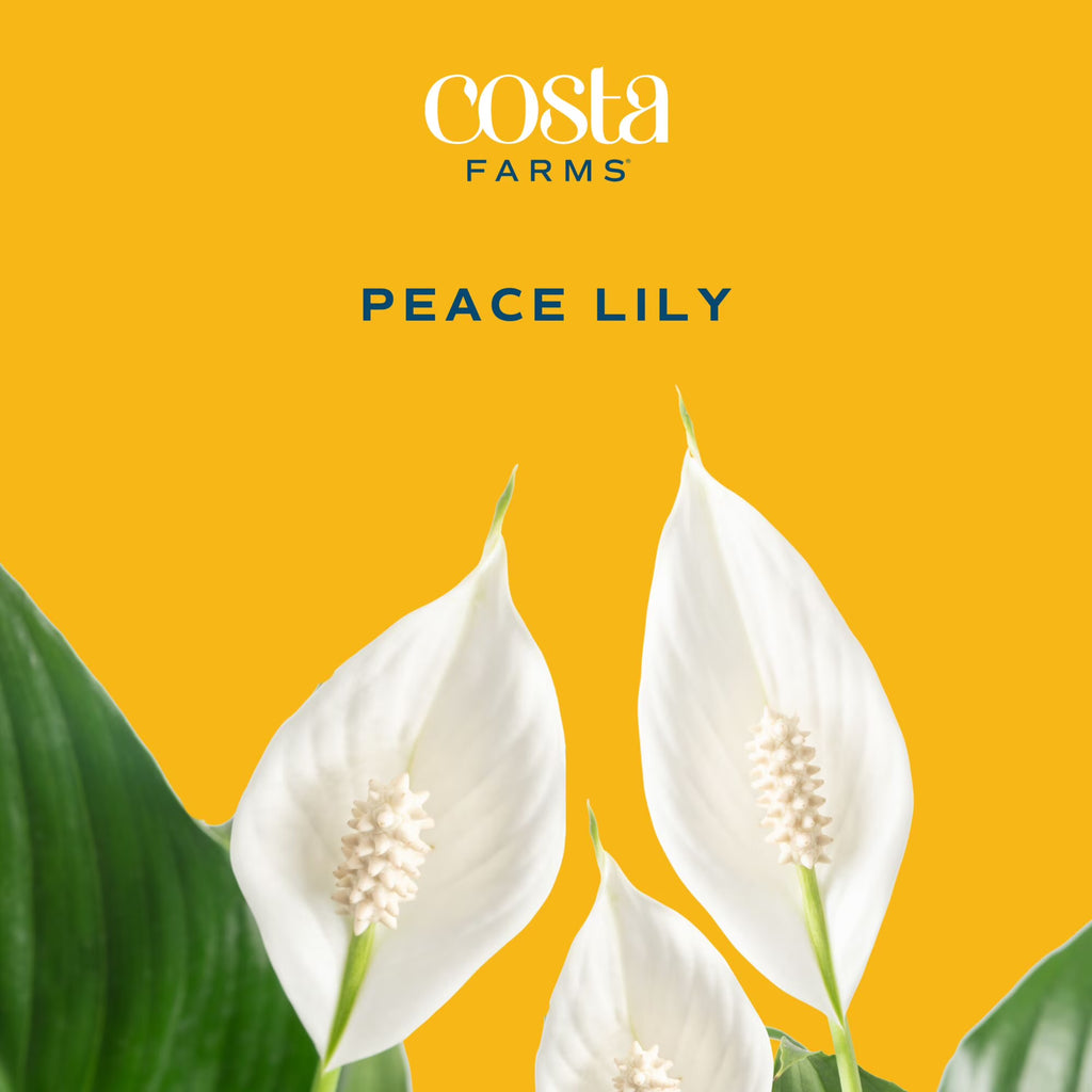 Costa Farms 12" Peace Lily Spathiphyllum Live House Plant in 10" Grower Pot