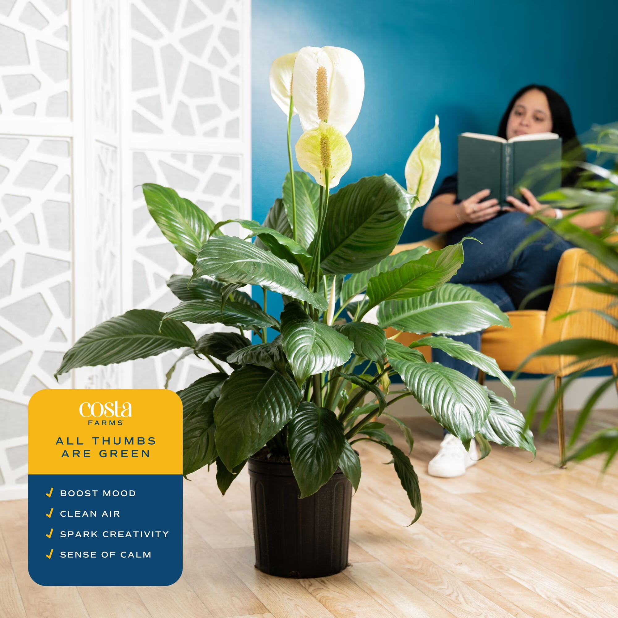 Costa Farms 12" Peace Lily Spathiphyllum Live House Plant in 10" Grower Pot
