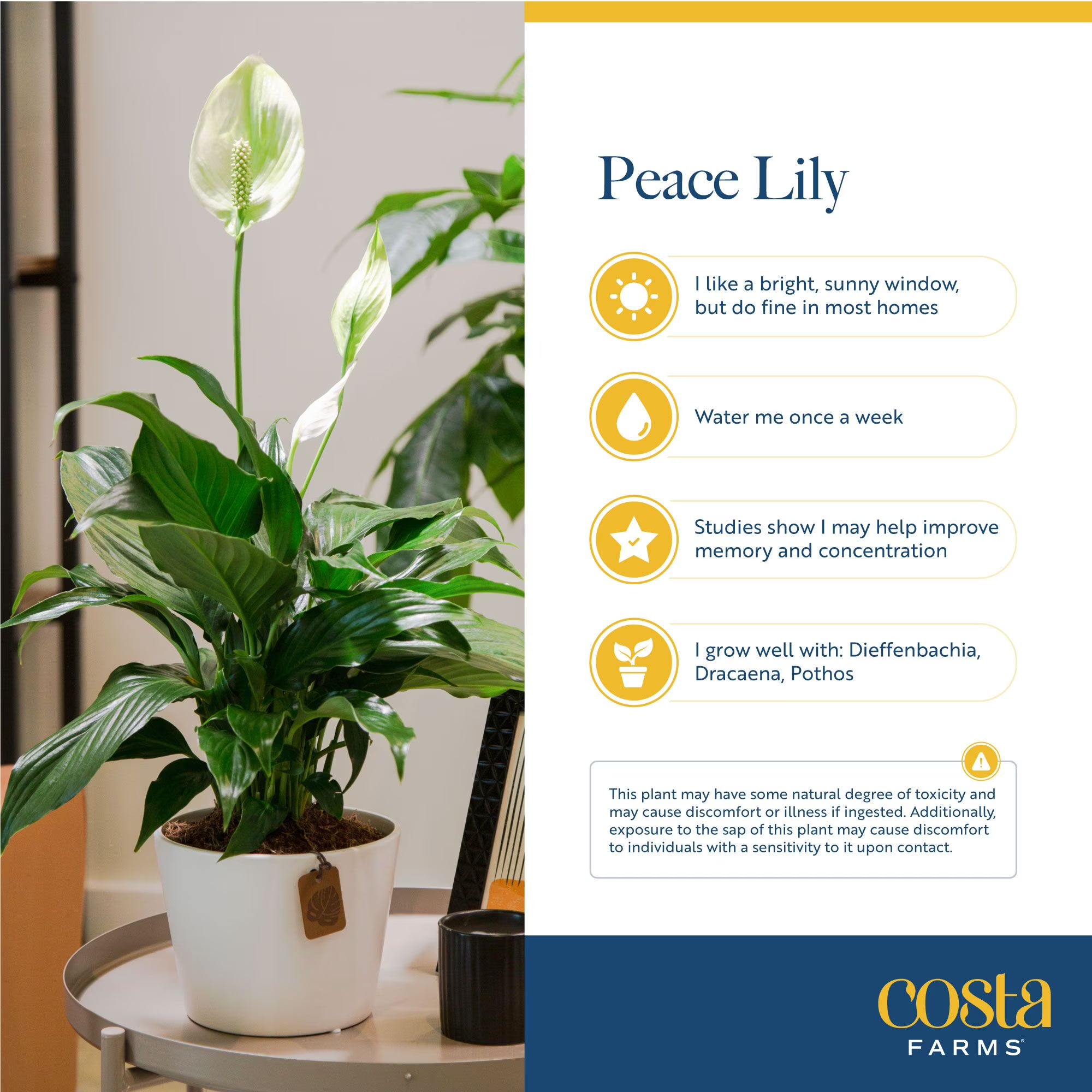 Costa Farms 12" Peace Lily Spathiphyllum Live House Plant in 10" Grower Pot