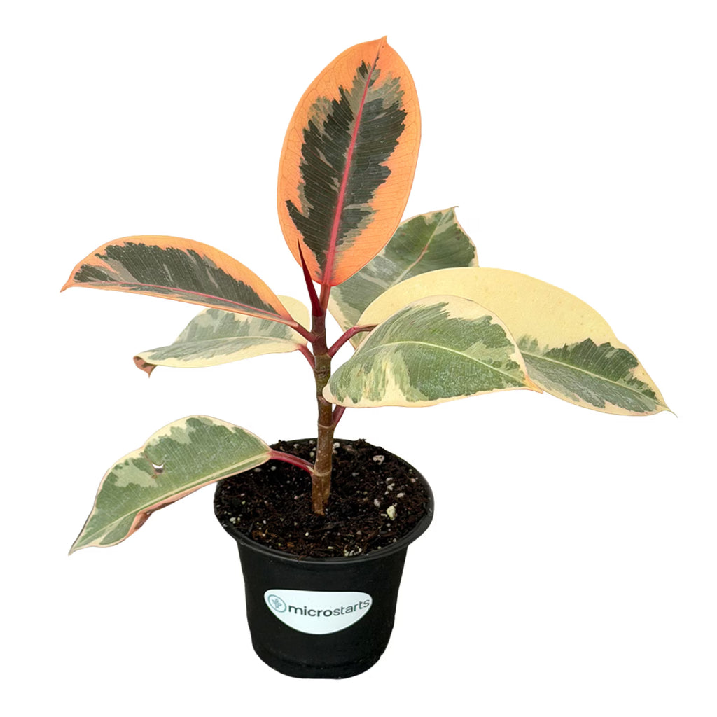MicroStarts Live Tineke Rubber Plant (Ficus Elastica) in 4-Inch Pot