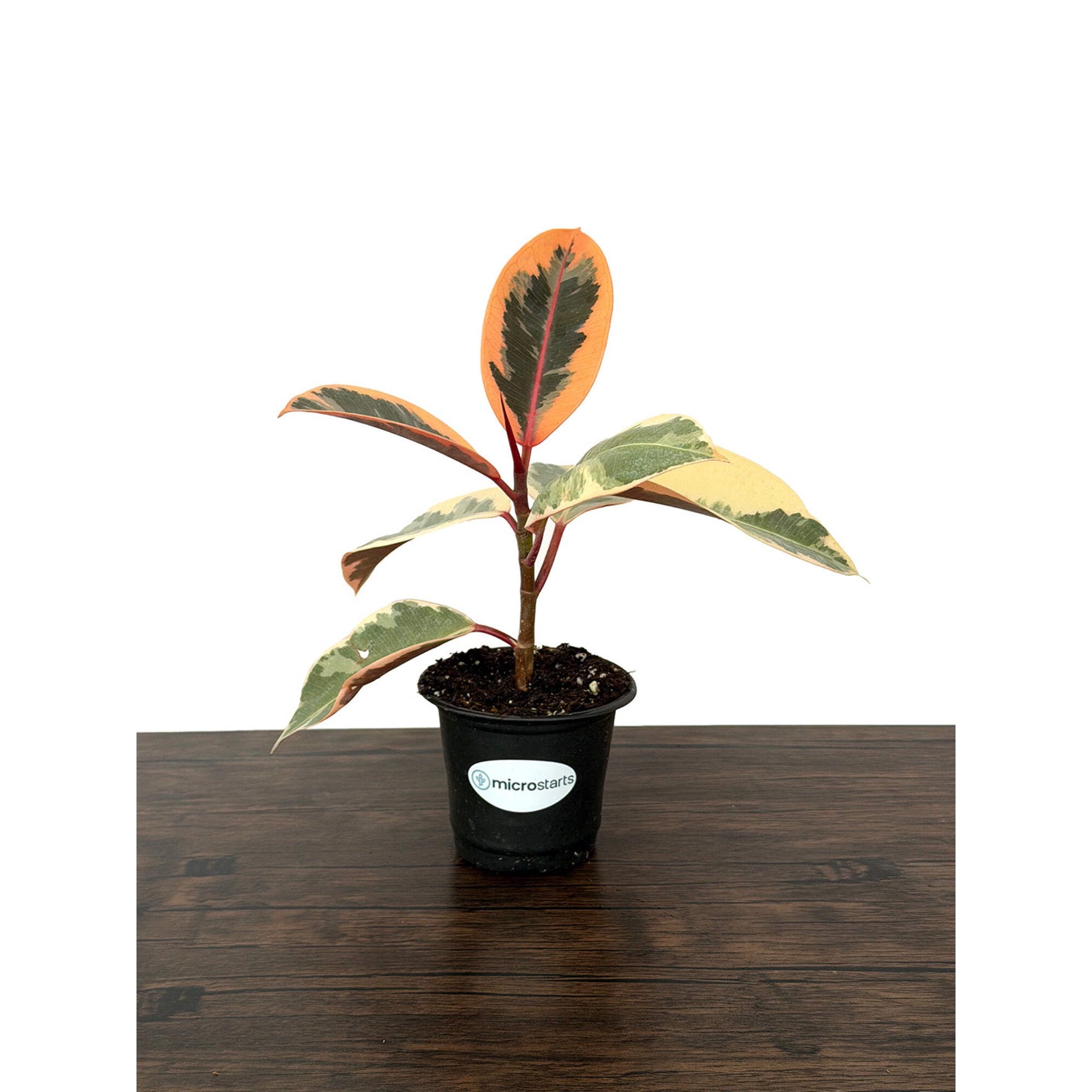 MicroStarts Live Tineke Rubber Plant (Ficus Elastica) in 4-Inch Pot