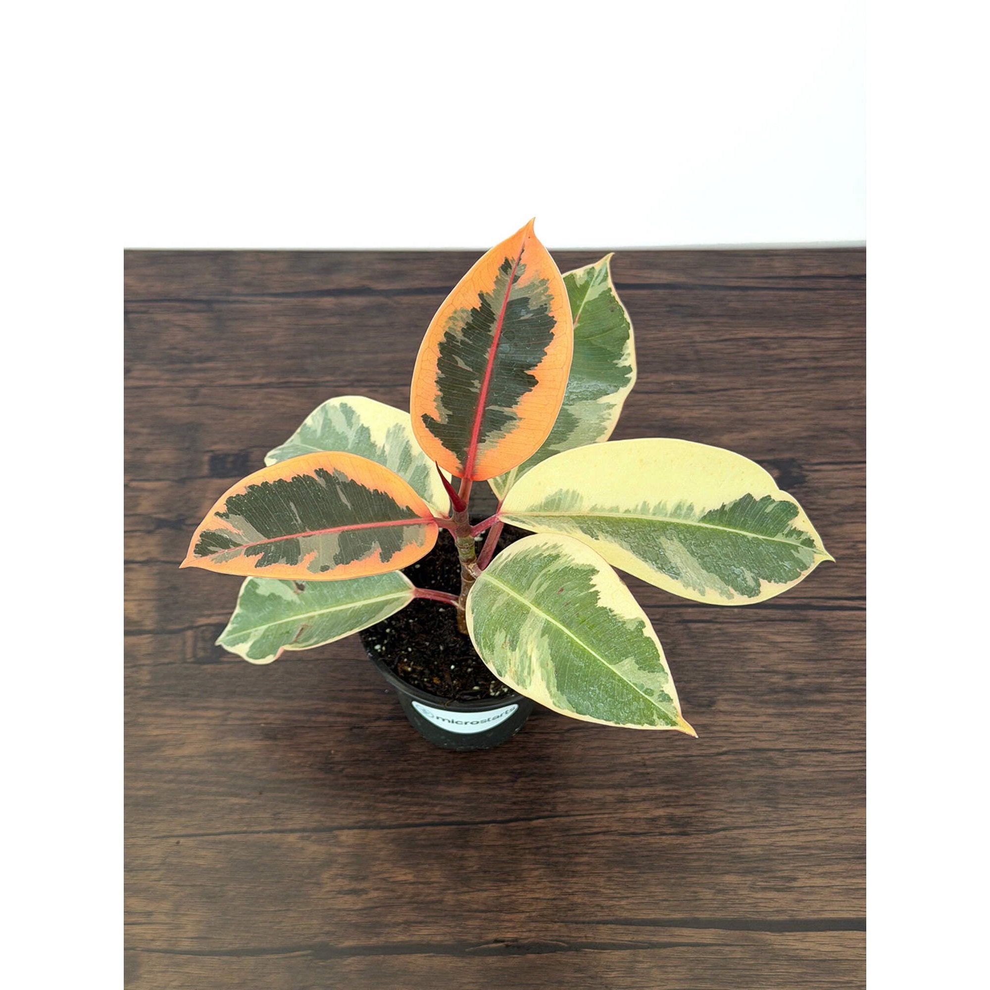 MicroStarts Live Tineke Rubber Plant (Ficus Elastica) in 4-Inch Pot