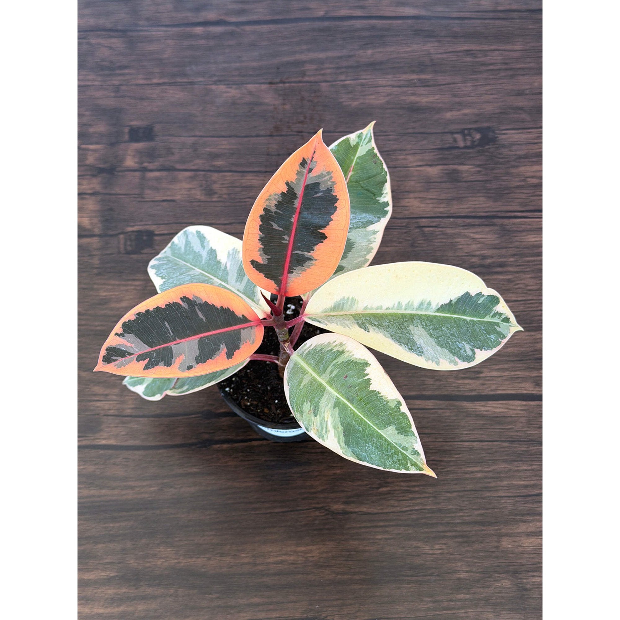 MicroStarts Live Tineke Rubber Plant (Ficus Elastica) in 4-Inch Pot