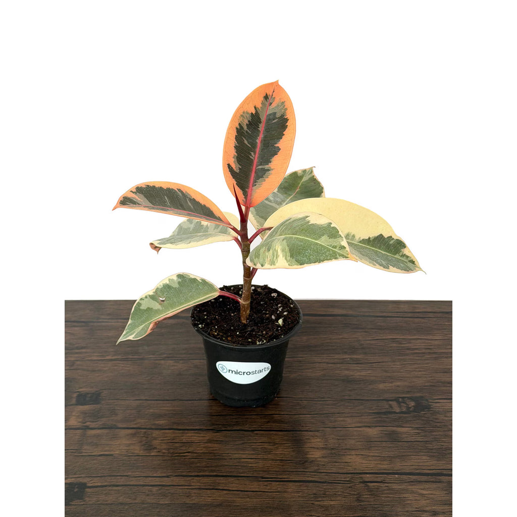 MicroStarts Live Tineke Rubber Plant (Ficus Elastica) in 4-Inch Pot
