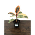 MicroStarts Live Tineke Rubber Plant (Ficus Elastica) in 4-Inch Pot