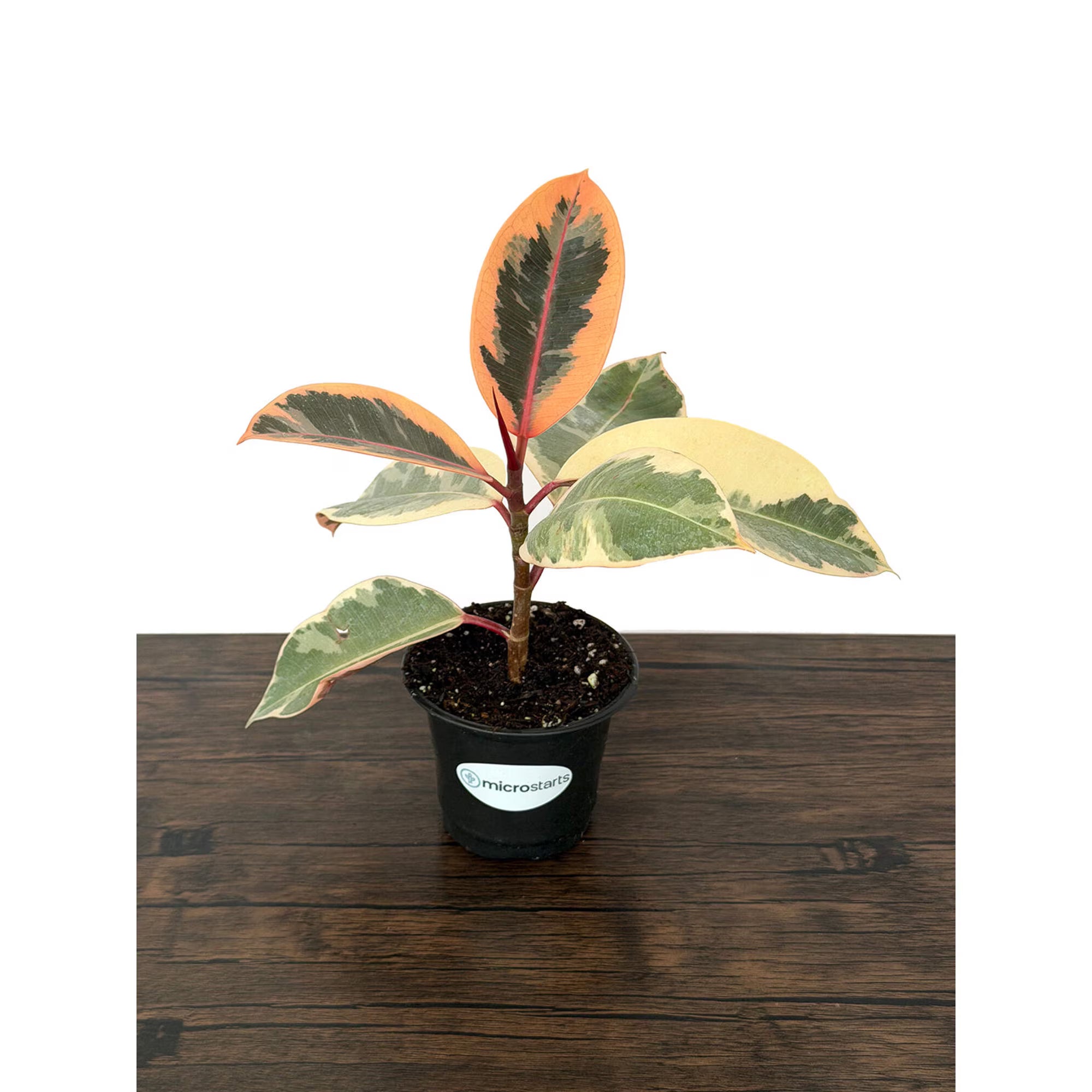 MicroStarts Live Tineke Rubber Plant (Ficus Elastica) in 4-Inch Pot