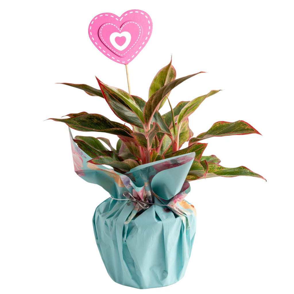 Costa Farms 14" Siam Aurora Aglaonema Live House Plant in 5" Pot Cover