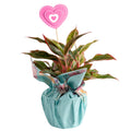Costa Farms 14" Siam Aurora Aglaonema Live House Plant in 5" Pot Cover